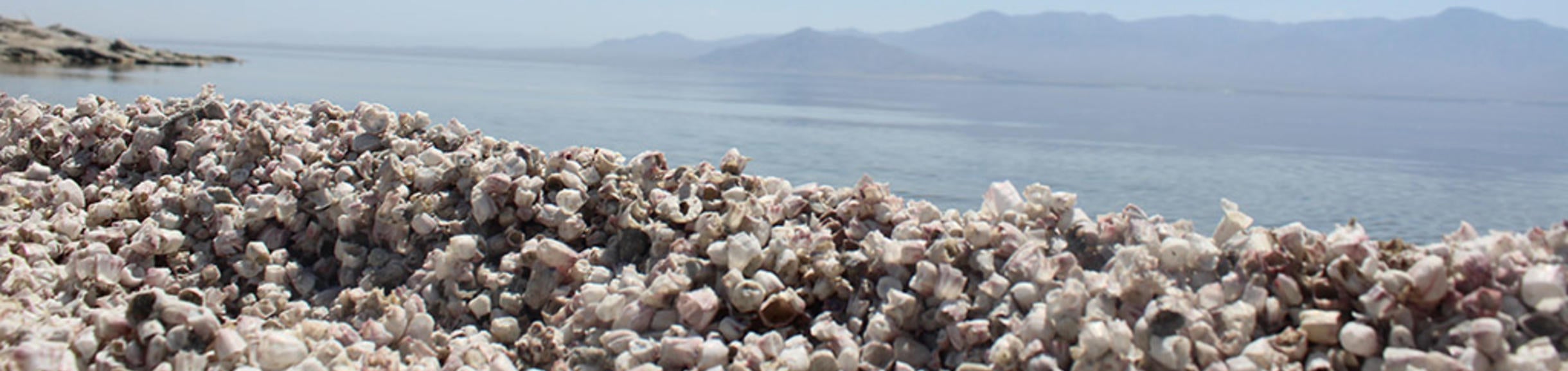Closeup of the gravel at the Salton Sea shore. The sea itself is in the background.