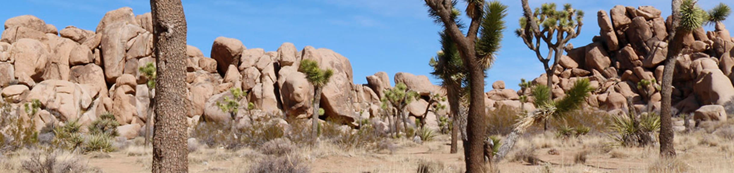 The California Desert, with rocks in the background and three trees in the foreground.