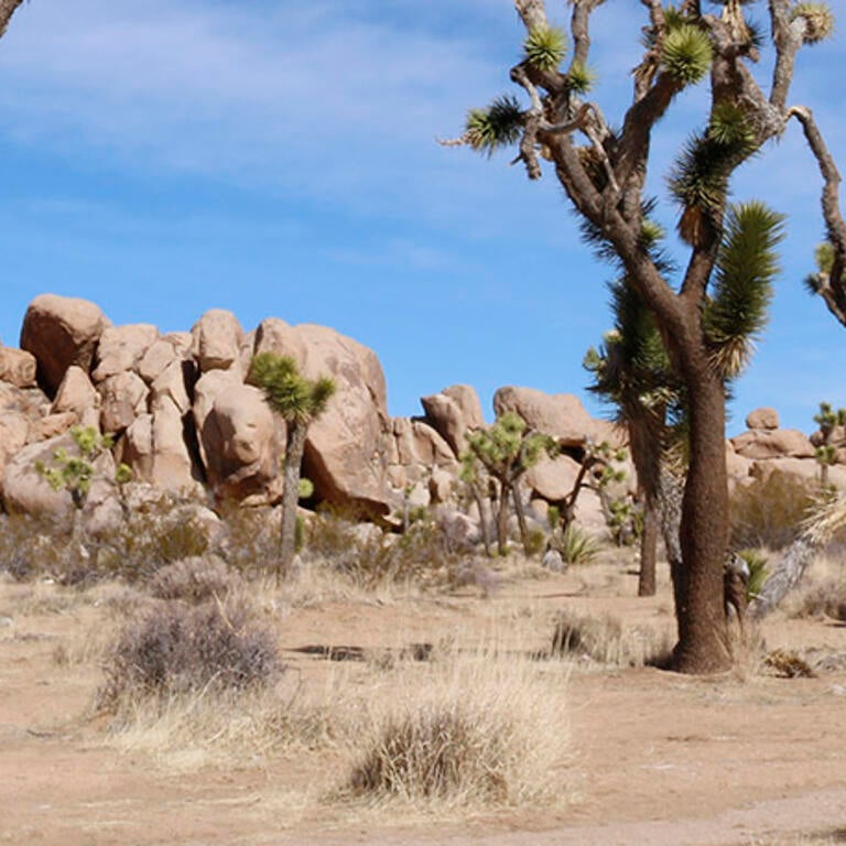 The California Desert, with rocks in the background and three trees in the foreground.
