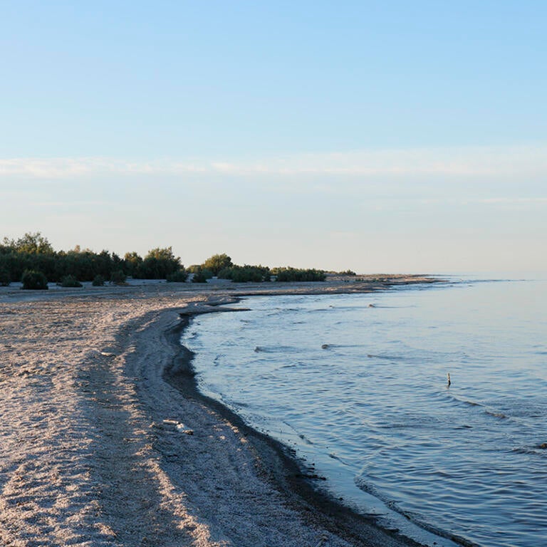 shore of the salton sea